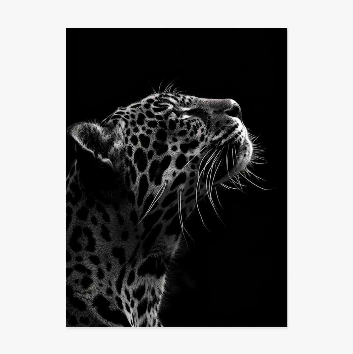 Αφίσα «Black and White Jaguar»
