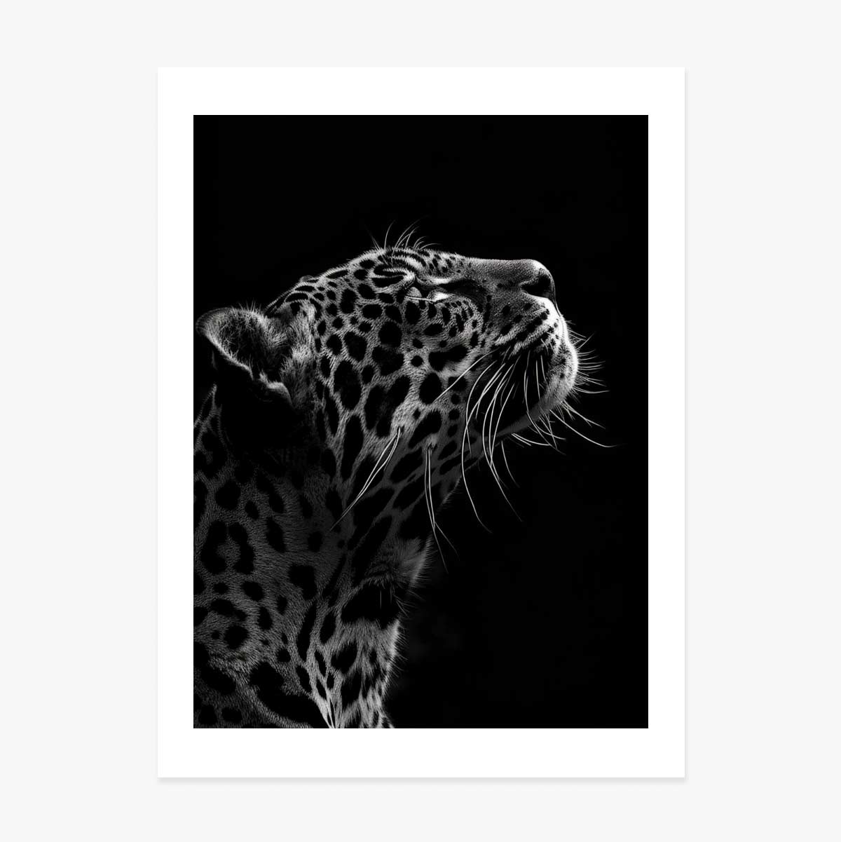 Αφίσα «Black and White Jaguar»