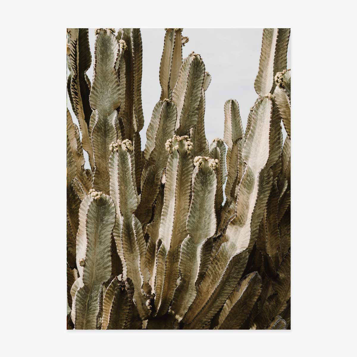 Green cactus poster