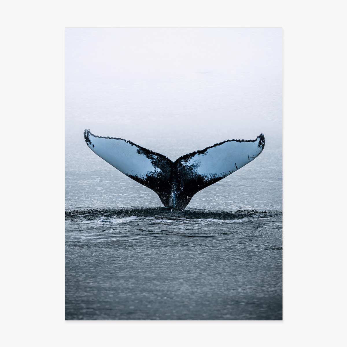 Whale Tail Poster